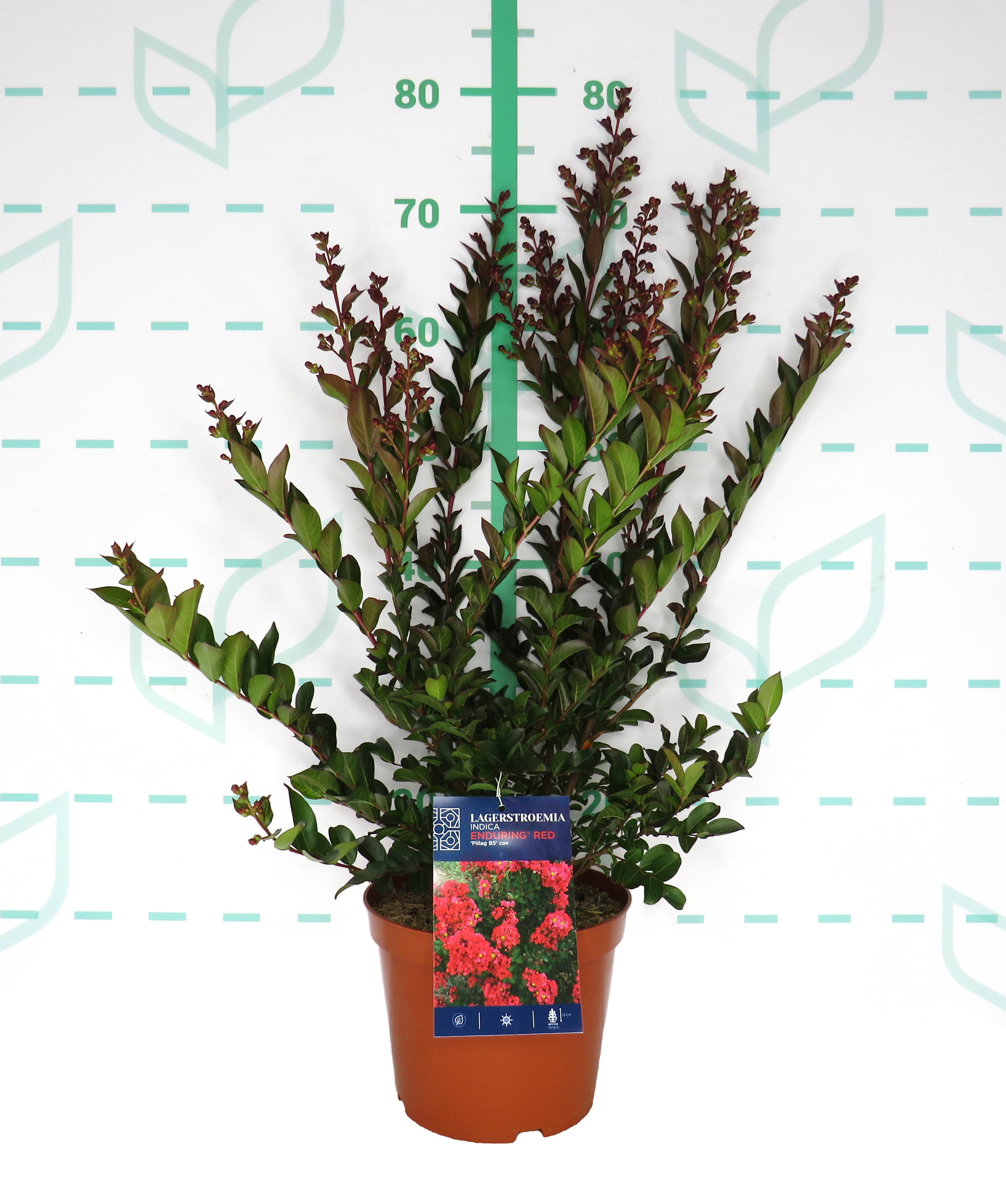 Lagerstroemia Enduring ® 3.5L 40/60