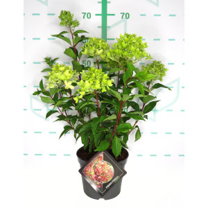 Hydrangea paniculata 3.5L 35/45
