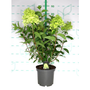 Hydrangea paniculata 5L 40/60 